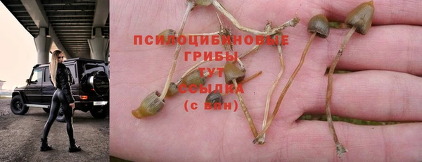 индика Кукмор